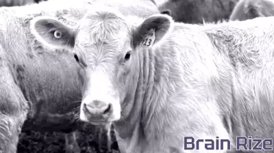 Consumer education key piece of sustaining beef demand