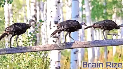 Hardware Wildlife Education Center to host November 'Turkey Tales' exhibit