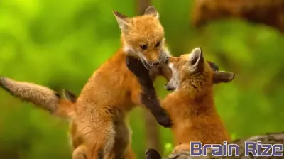 How Wisconsin Turned Foxes and Deer Into a Science Classroom Revolution